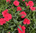 Colourful Scented Dianthus - 10cm Pots - Mixed colours.