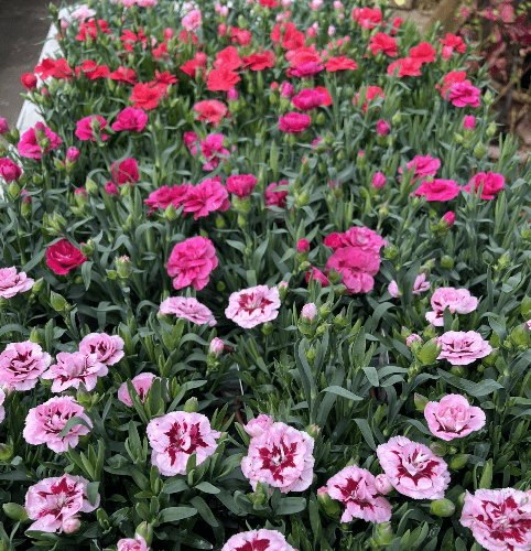 Colourful Scented Dianthus - 10cm Pots - Mixed colours.