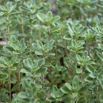 Common Scented Thyme - 8.5cm Pot