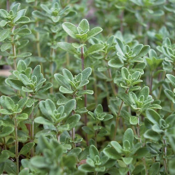 Common Scented Thyme- 8.5cm Pot.