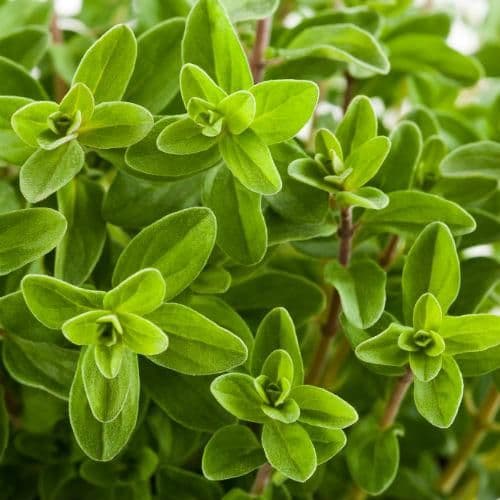 Compact Oregano - 8.5cm Pot - Herb.