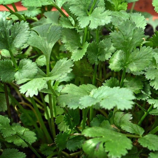 Coriander - 8.5cm Pot - Herb.