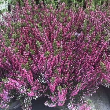 Culluna - Hardy Heather - Pink