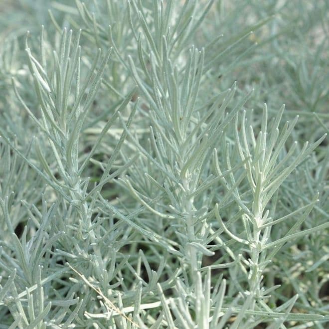 Curry Plant - 8.5cm Pot - Herb.