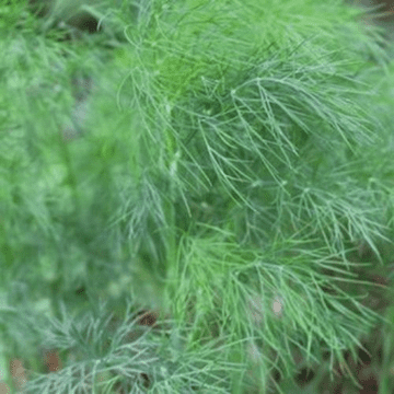 Dill - 8.5cm Pot - Herb