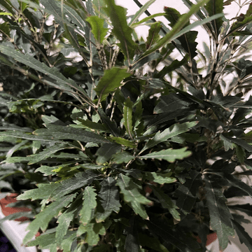 Dizygotheca Elegantissima