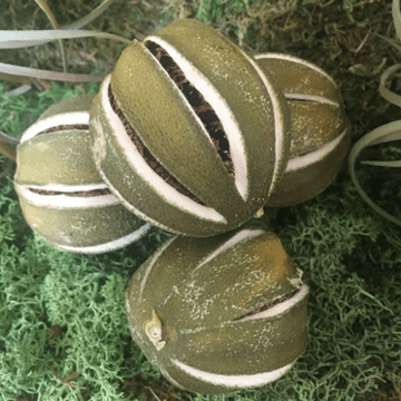 Dried Whole Green Oranges - Pack of 2