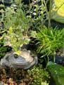 Eco  Garden Glazed  Planter/Mini Pond -  Bowl -  Flamed Charcoal- Large 40cm.