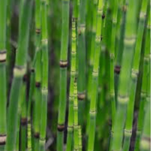 Equisetum Japonicum - 9cm pot.