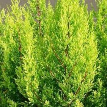 Evergreen Lemon Scented Conifer - Goldcrest - 13cm Pots
