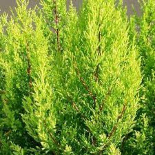 Evergreen Lemon Scented Conifer - Goldcrest - 13cm Pots.