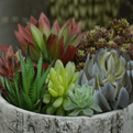 Everlasting Succulents - Artificial Plants.