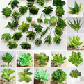 Everlasting Succulents - Artificial Plants.