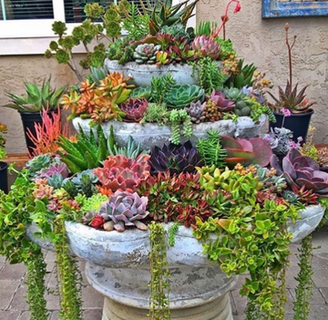 Everlasting Succulents - Artificial Plants
