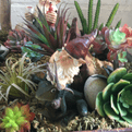 Everlasting Succulents - Artificial Plants.