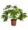 Fatsia Japonica -  20cm Tall.