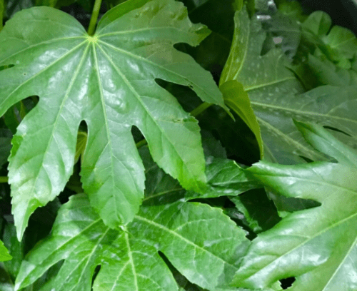Fatsia Japonica - 20cm Tall.
