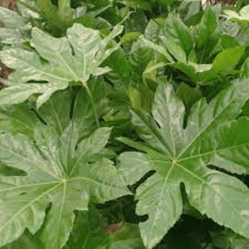 Fatsia Japonica - Hardy Evergreen Shrub -RHS Award of Garden Merit