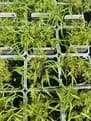 Flat Leaf Parsley - 8.5cm Pot - Herb.