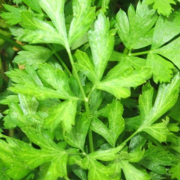 Flat Leaf Parsley - 8.5cm Pot - Herb