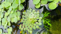 Floating & Oxygenating Pond Plants