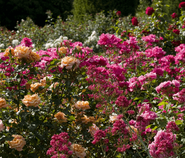 Floribunda Bush Rose - Bare Root - Ready to plant -  6 to choose from