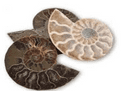 Fossil Cut & Polished Ammonite - 150 Million years old!.