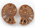 Fossil Cut & Polished Ammonite - 150 Million years old!.