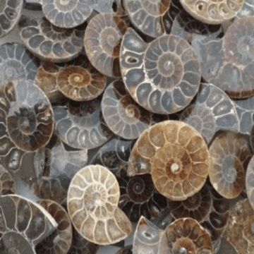 Fossil - Ammonite - Hand Cut & Polished -110 Million years old!