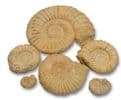 Fossil - Ammonite - Natural -150 Million years old!.