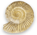 Fossil - Ammonite - Natural -150 Million years old!.