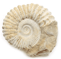 Fossil - Ammonite - Natural -150 Million years old!.
