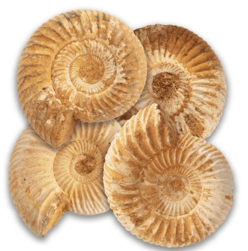 Fossil - Ammonite - Natural -150 Million years old!.