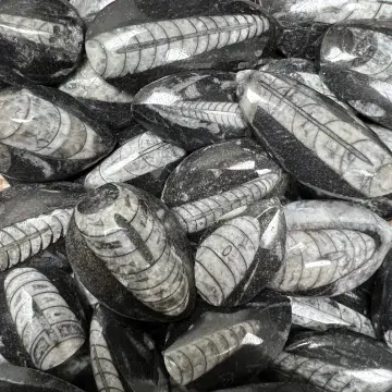 Fossil - Orthoceras - 400 Million years old!