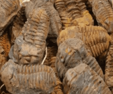 Fossil Trilobite - 400 Million years old - 8cm