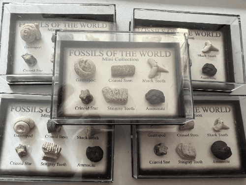 Fossils Of The World Mini Collection.