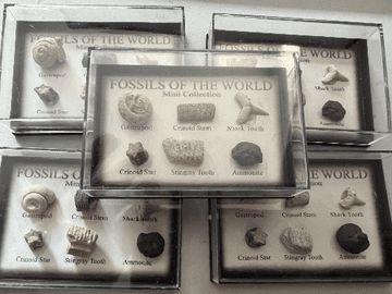 Fossils Of The World Mini Collection