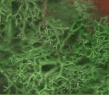 Fresh Live Lichen Moss - Dark Green - Small Bag