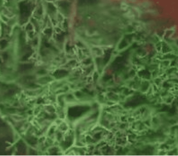 Fresh Live Lichen Moss - Dark Green  - Small Bag.
