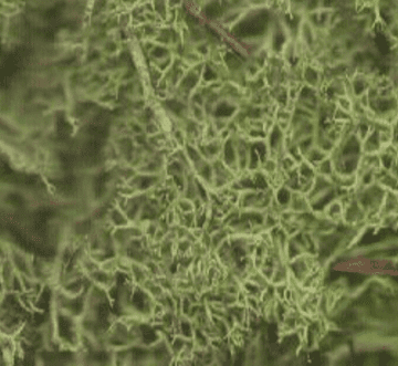 Fresh Live Lichen Moss - Light /Bright Green - Small Bag