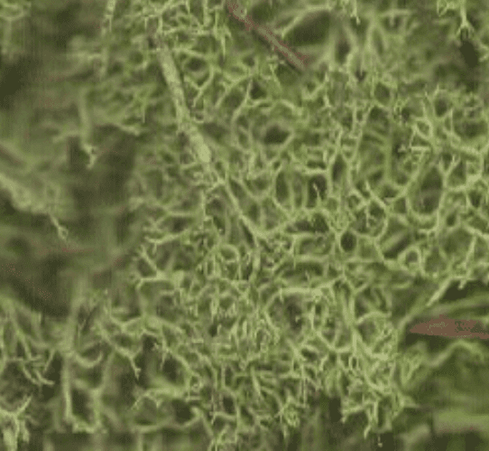 Fresh Live Lichen Moss - Dark Green - Small Bag.