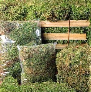 Fresh Live Sphagnum Moss - 200g Bag