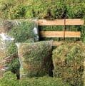 Fresh Live Sphagnum Moss -100g.
