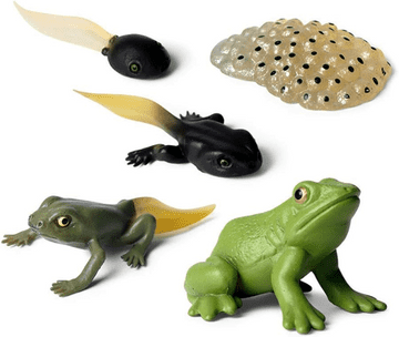 Frog Life Cycle set - set of 5