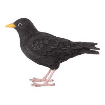 Garden Blackbird - 17cm