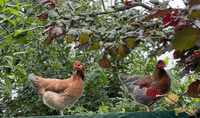 Garden Poultry Keeping