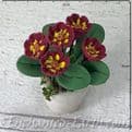 Gardeners World Handmade Miniatures - White Terracotta Pot  with Deep Burgundy   Flowers - 4cm.