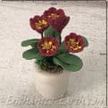 Gardeners World Handmade Miniatures - White Terracotta Pot  with Deep Burgundy   Flowers - 4cm.