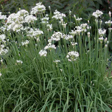 Garlic Chives - 8.5cm Pot - Herb