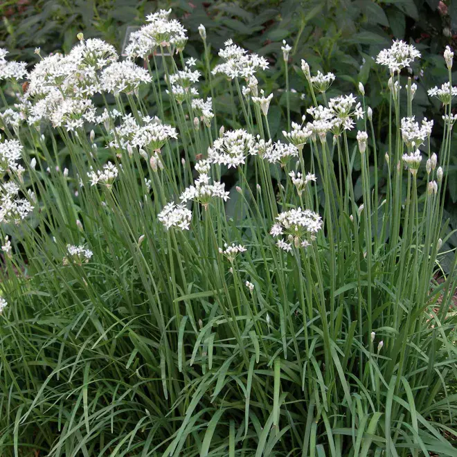 Garlic Chives - 8.5cm Pot - Herb.